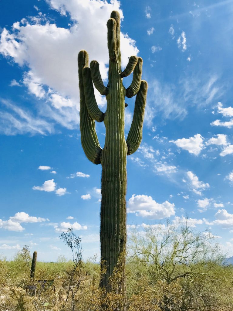 Get outdoors get happy saguaro