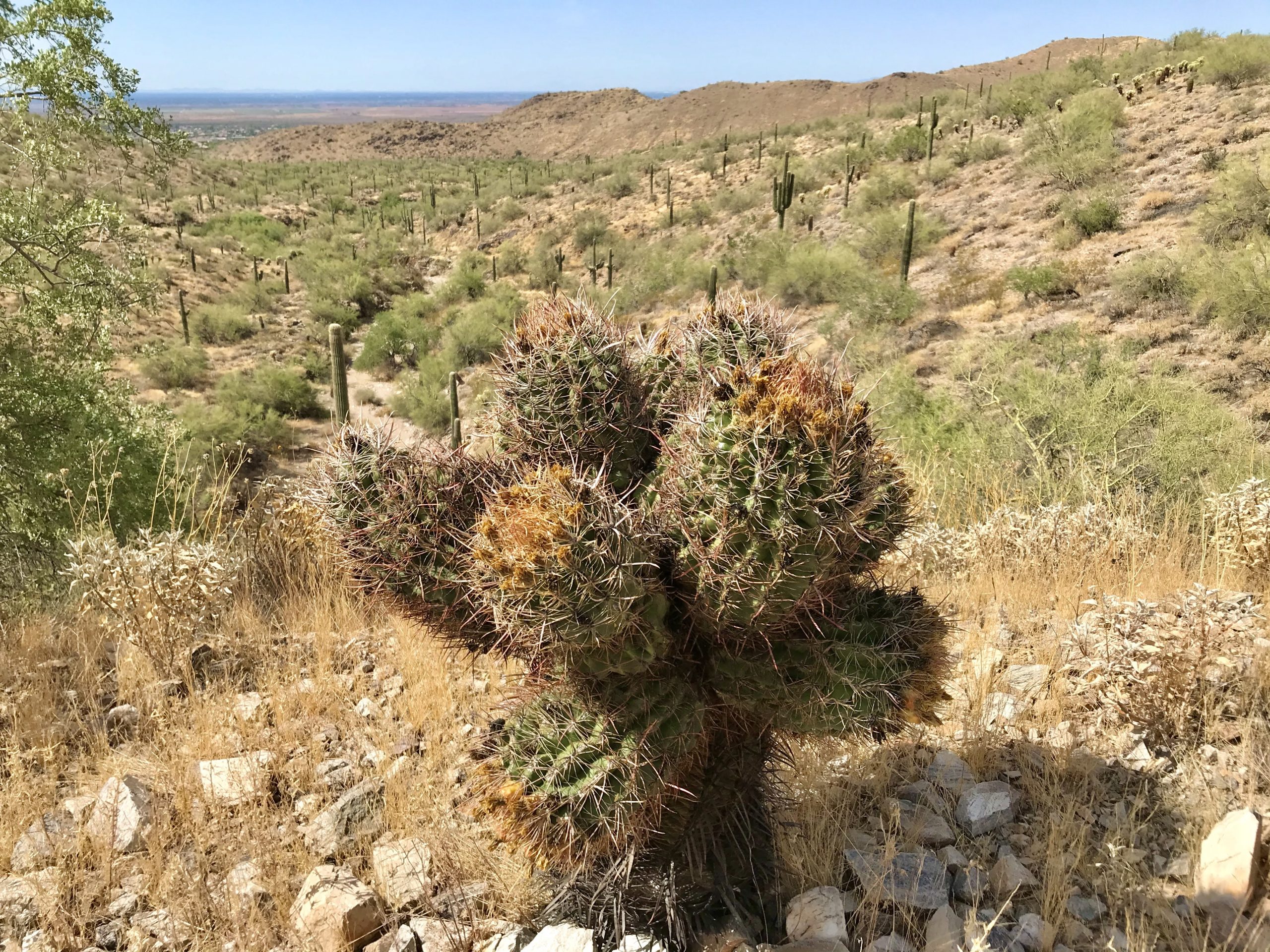 Taliesin Overlook Hike barrel cactus with identity crisis