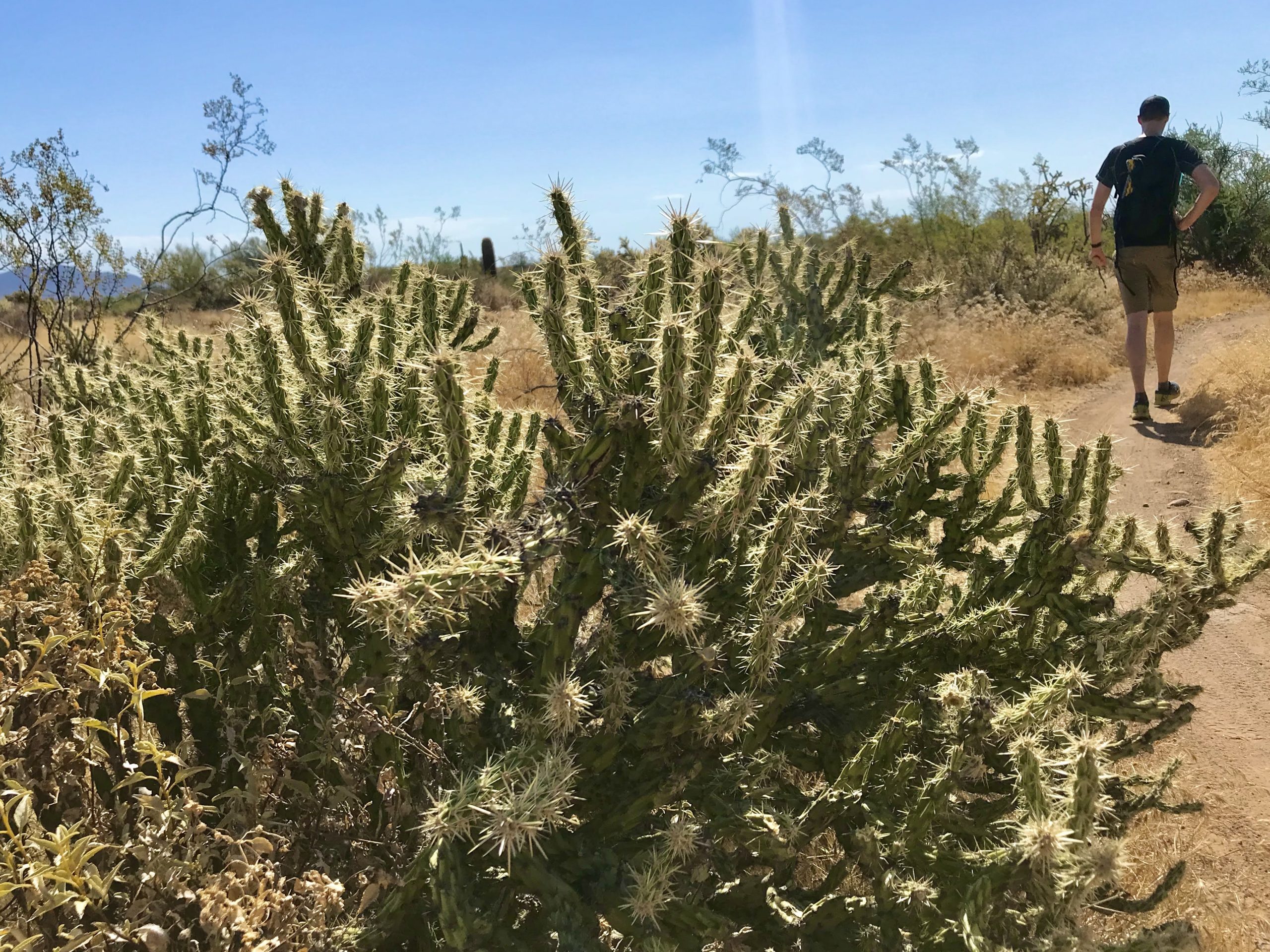 Apache Wash Loop Hike, Phoenix Sonoran Preserve cholla