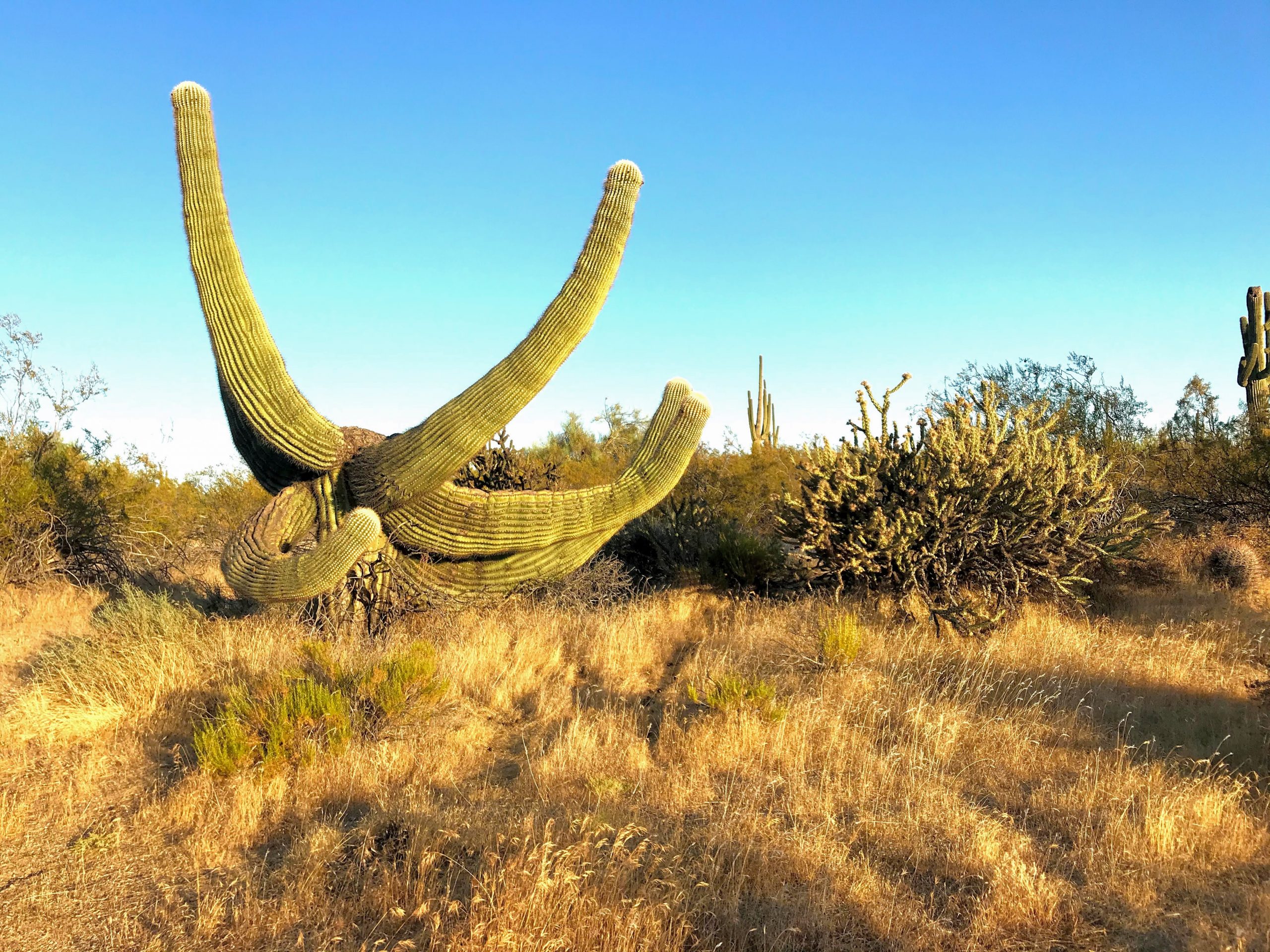 Hiking to Brown's Ranch funky saguaro
