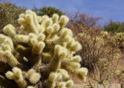 Hike to the Lookout: Teddy Bear Cholla