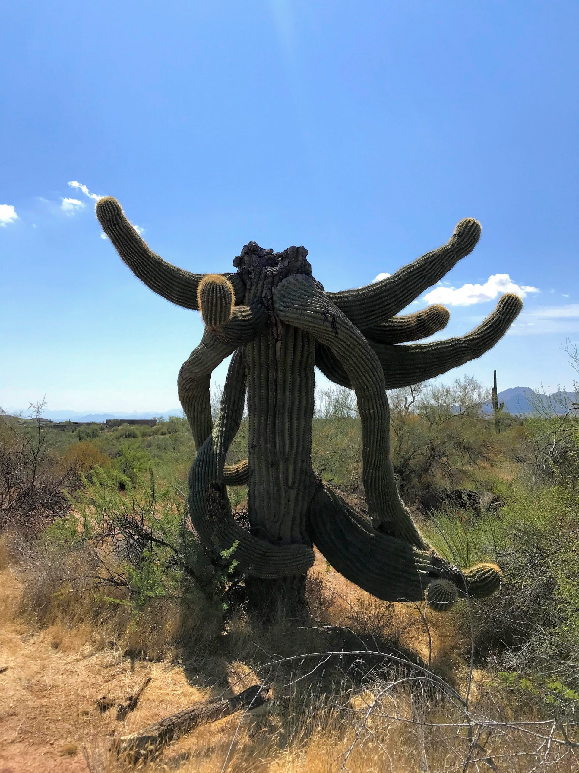 Latigo Chuckwagon loop hike funky saguaro