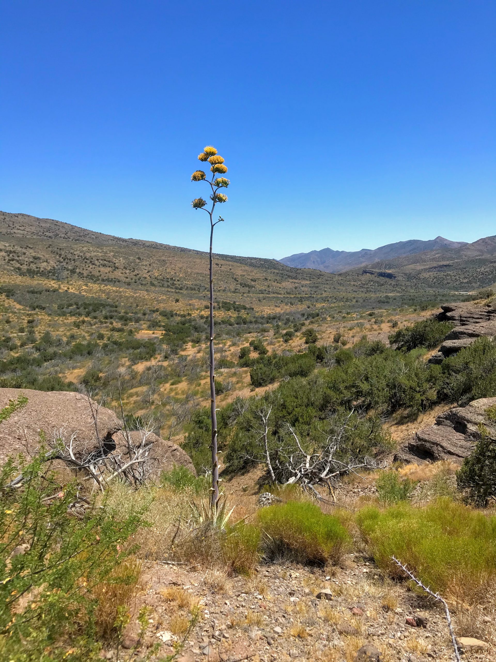 Bloody Basin Road Tonto National Forest blooming agave