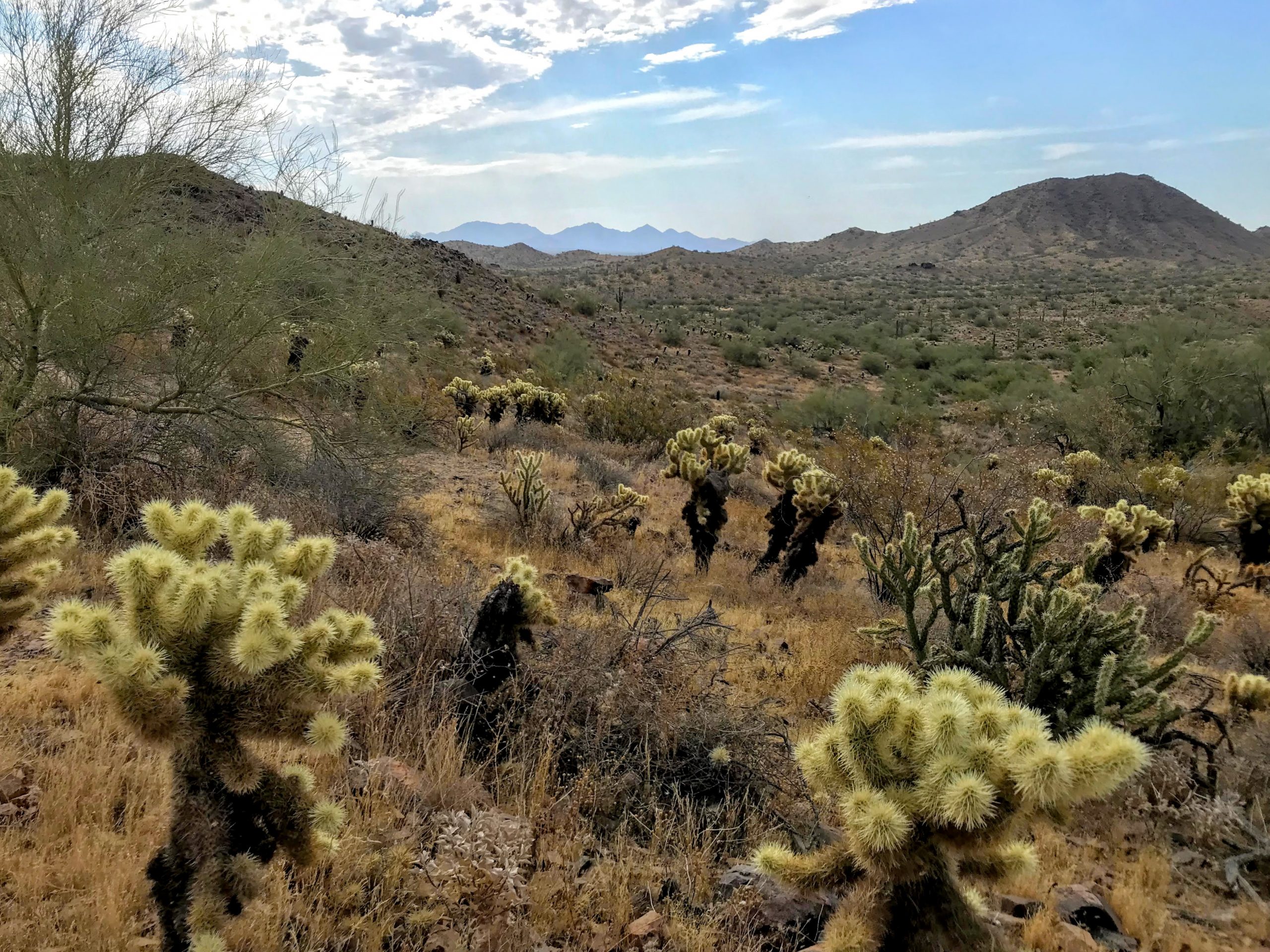 Desert Vista Trailhead Hikes, Phoenix Sonoran Preserve McDowells views