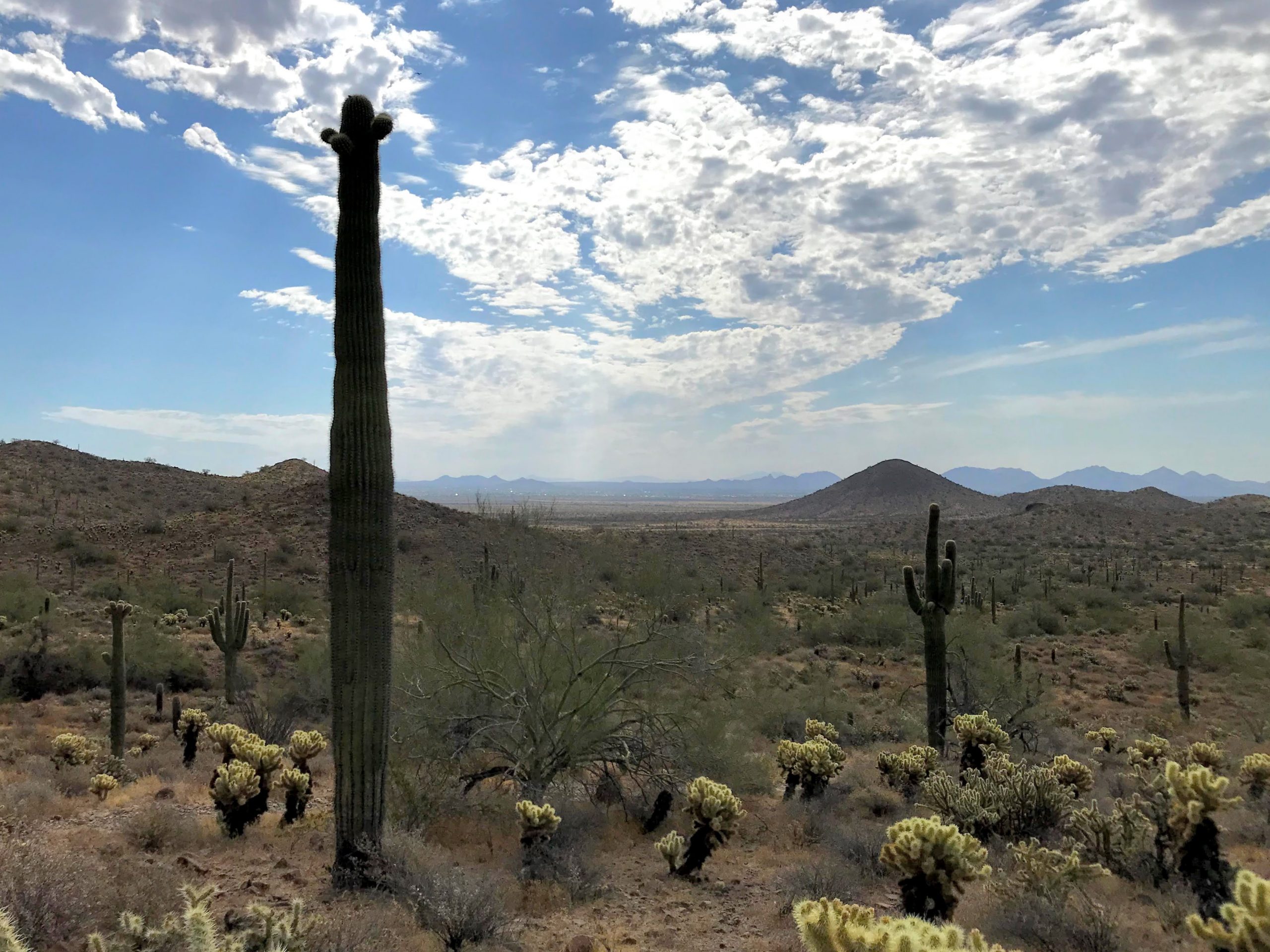 Desert Vista Trailhead Hikes, Phoenix Sonoran Preserve more McDowells views