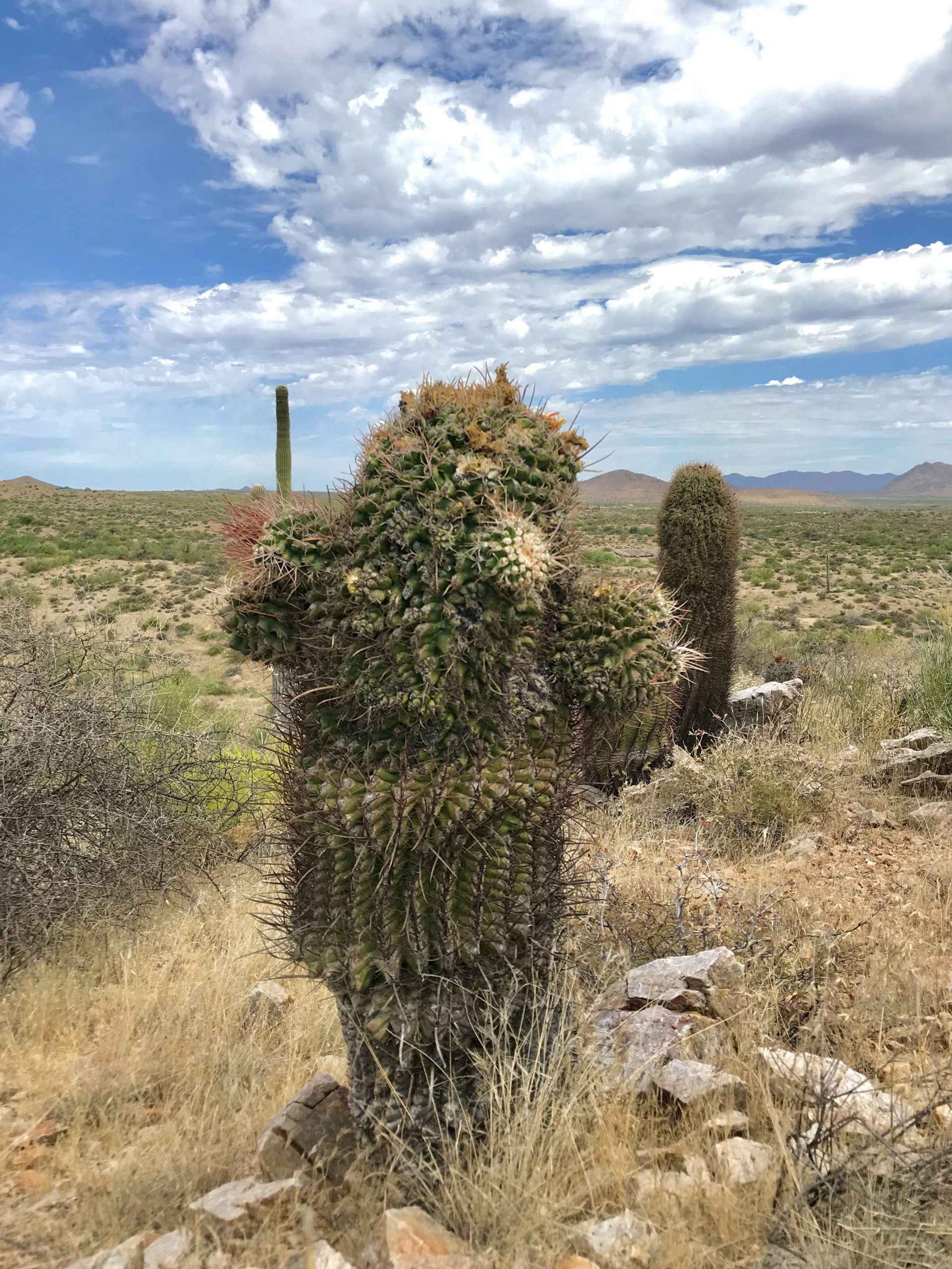Saguaro Nest Trail McDowell Sonoran Preserve barrel cactus mutant