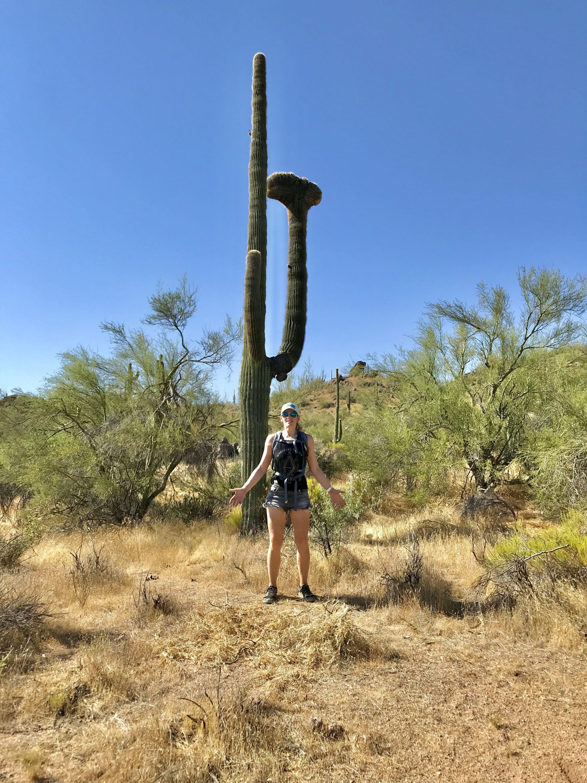 136th St Express/Cow Poke Trail found a crested saguaro