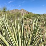 136th St Express/Cow Poke Loop Hike, McDowell Sonoran Preserve