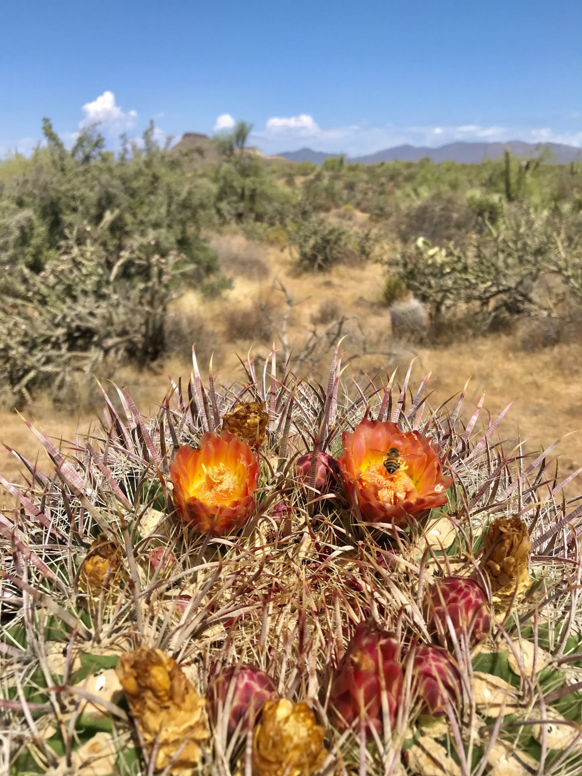 Latigo Chuckwagon loop hike blooming barrel cactus