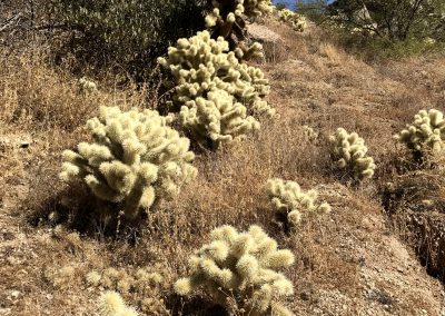 Hike to the Lookout: Teddy Bear Cholla