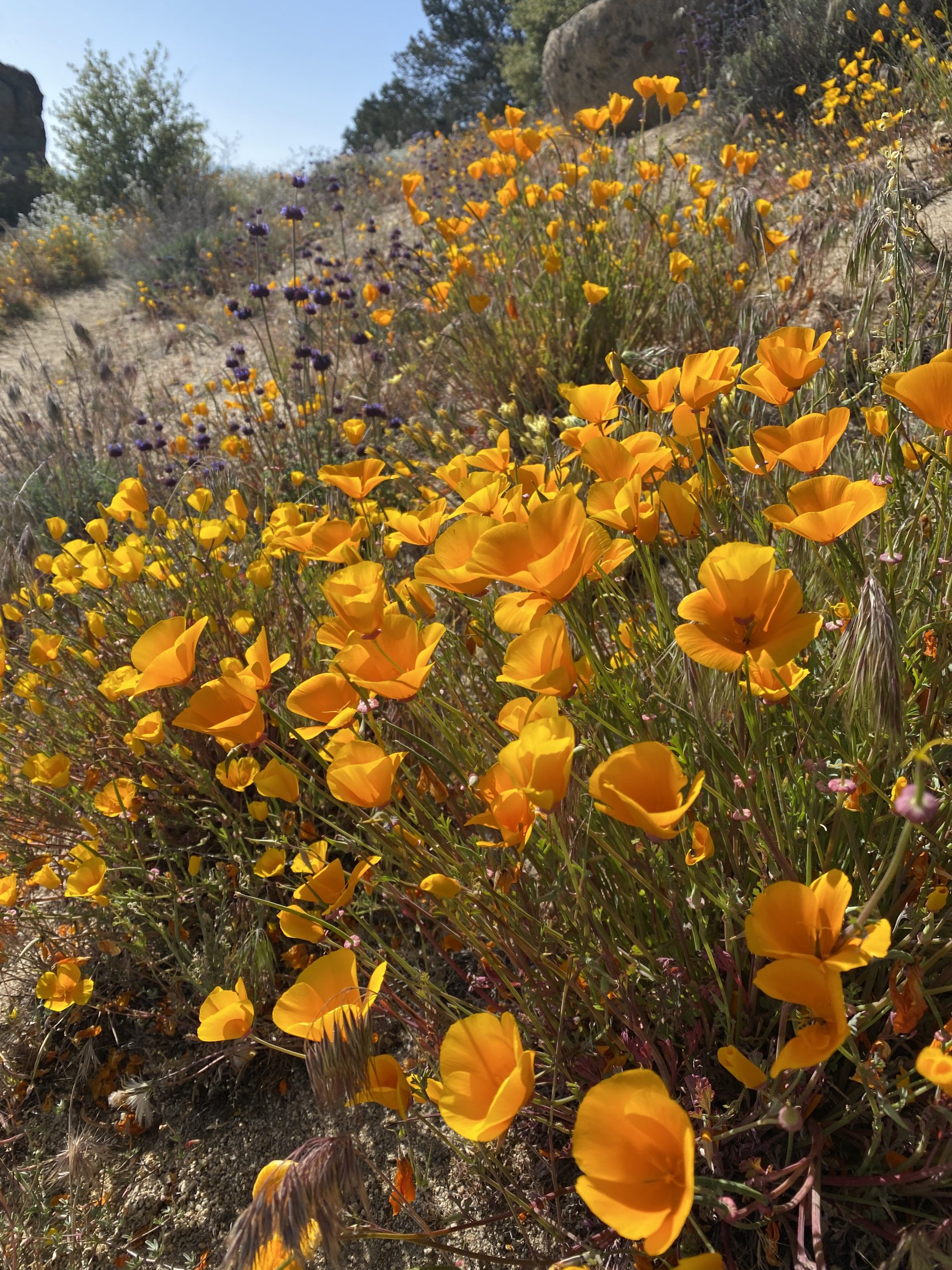 More california poppies on the PCT
