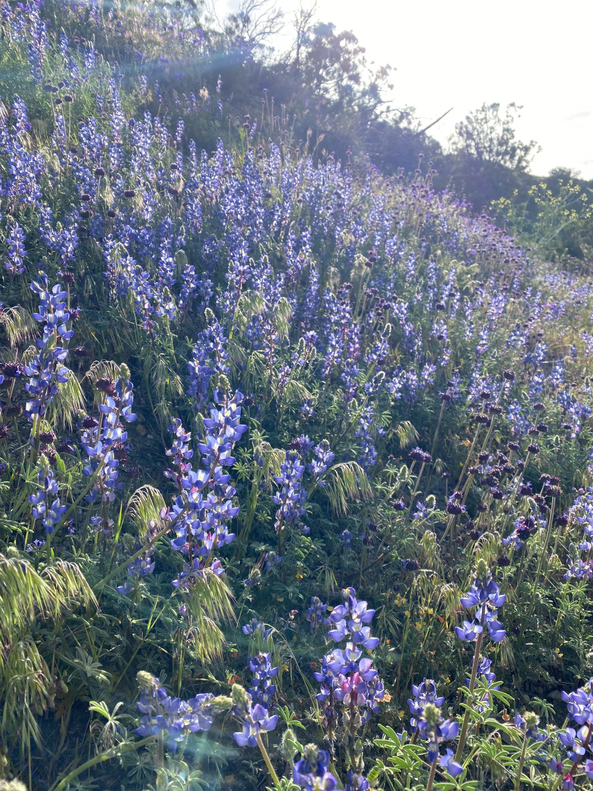 lupines Mile 146.1 to Paradise Valley Cafe (Mile 151.8)
