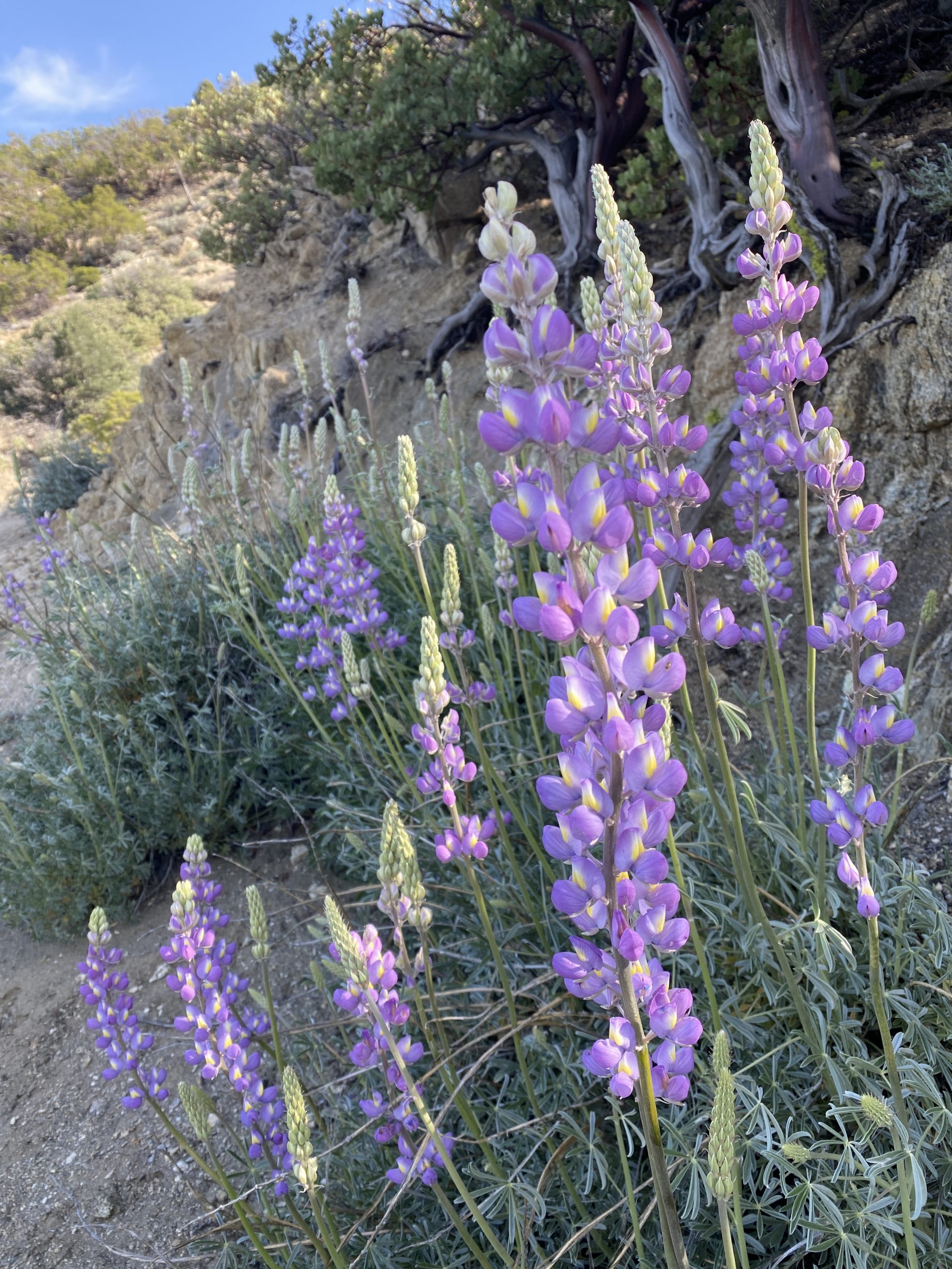 more lupines Mile 146.1 to Paradise Valley Cafe (Mile 151.8)