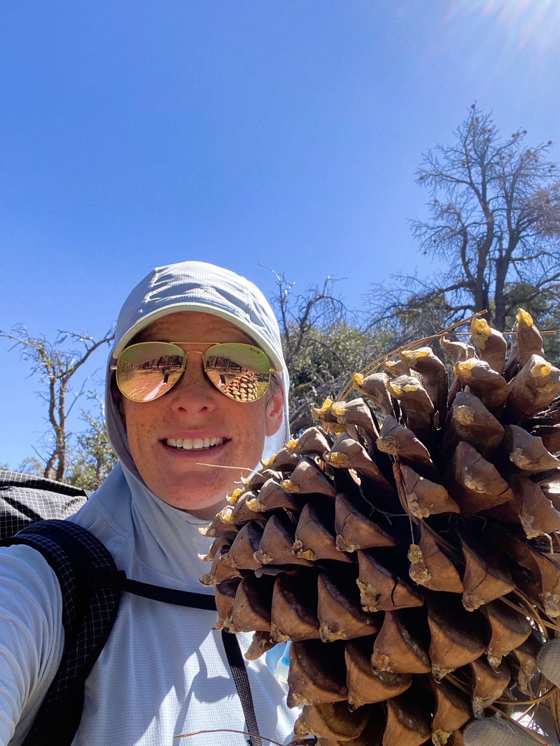 PCT Trail Journal Day 20 Walker Pass to Bird Spring Pass giant pinecone