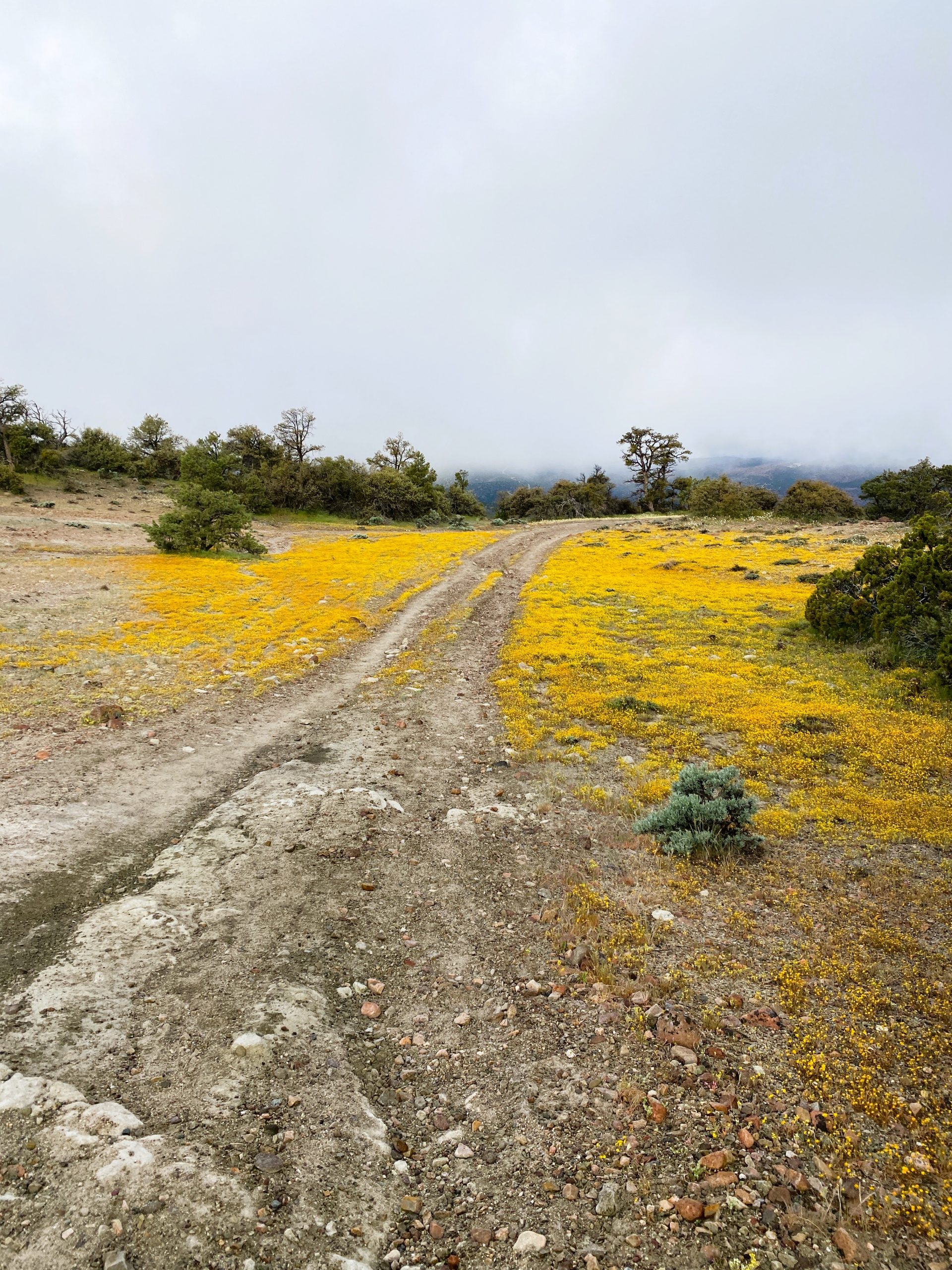 PCT Trail Journal: Day 23 Mile 597.3 to 578.1 wildflowers