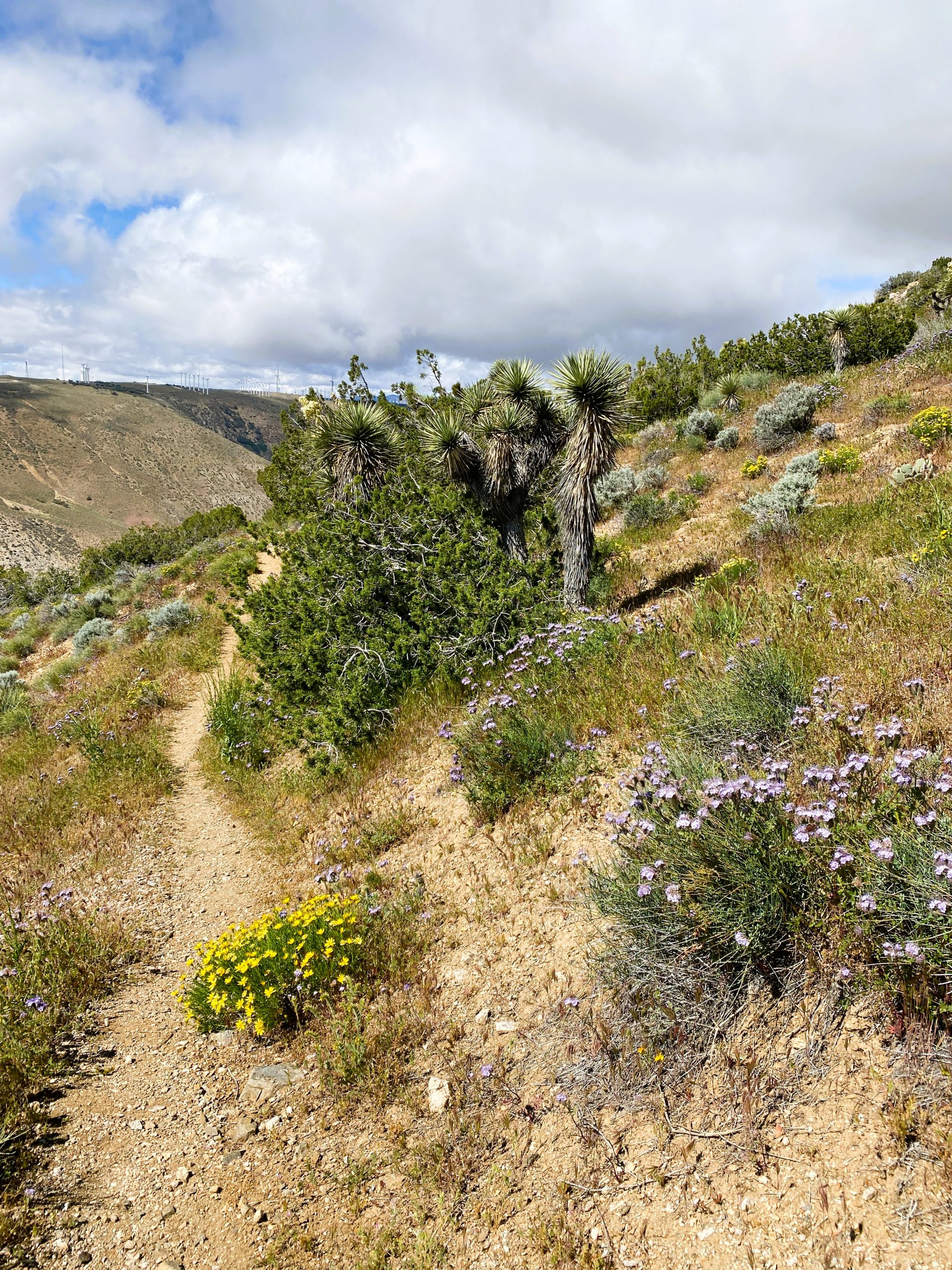  PCT Trail Journal: Day 23 Mile 597.3 to 578.1 joshua trees
