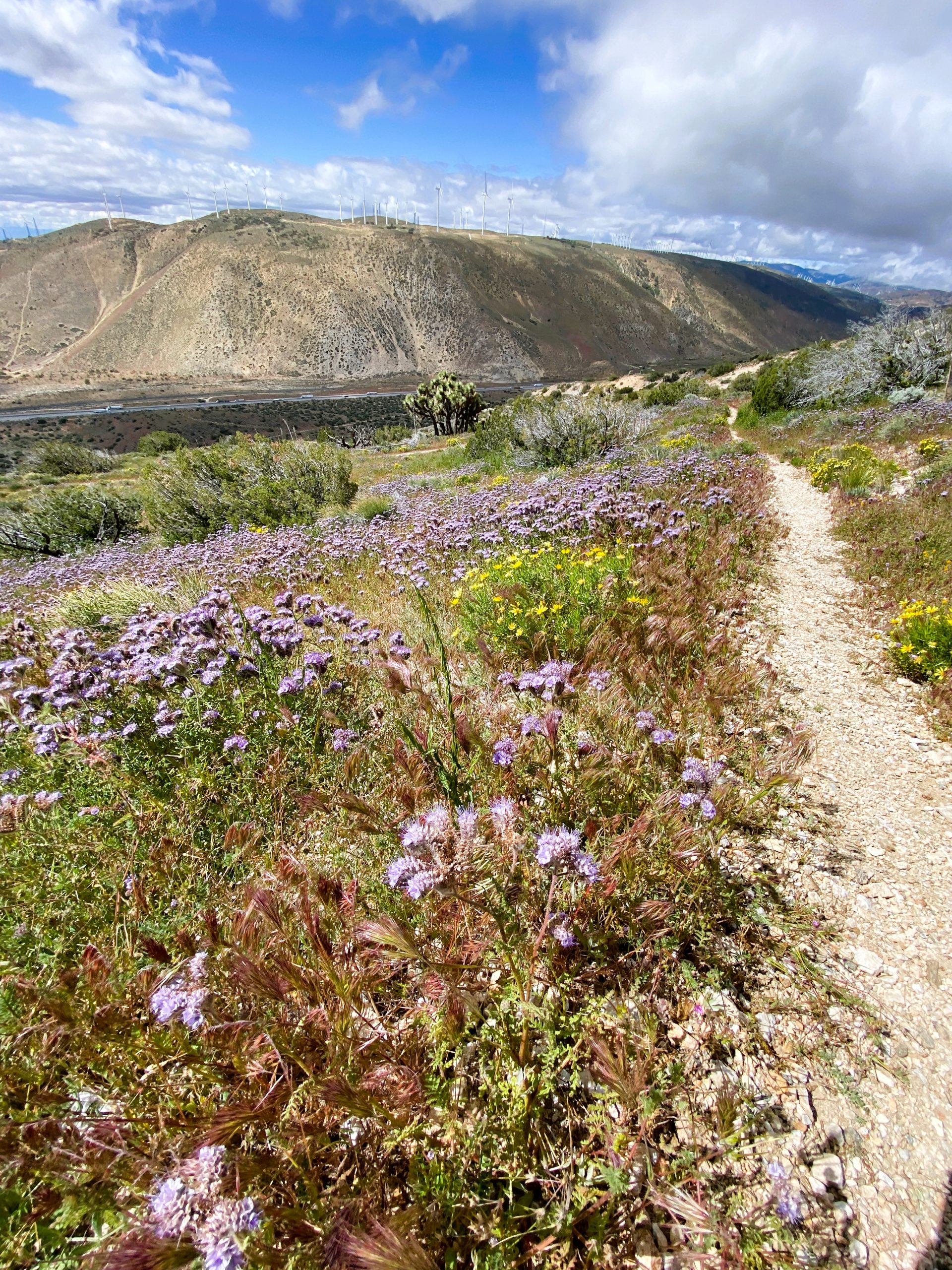  PCT Trail Journal: Day 23 Mile 597.3 to 578.1 joshua trees and wildflowers