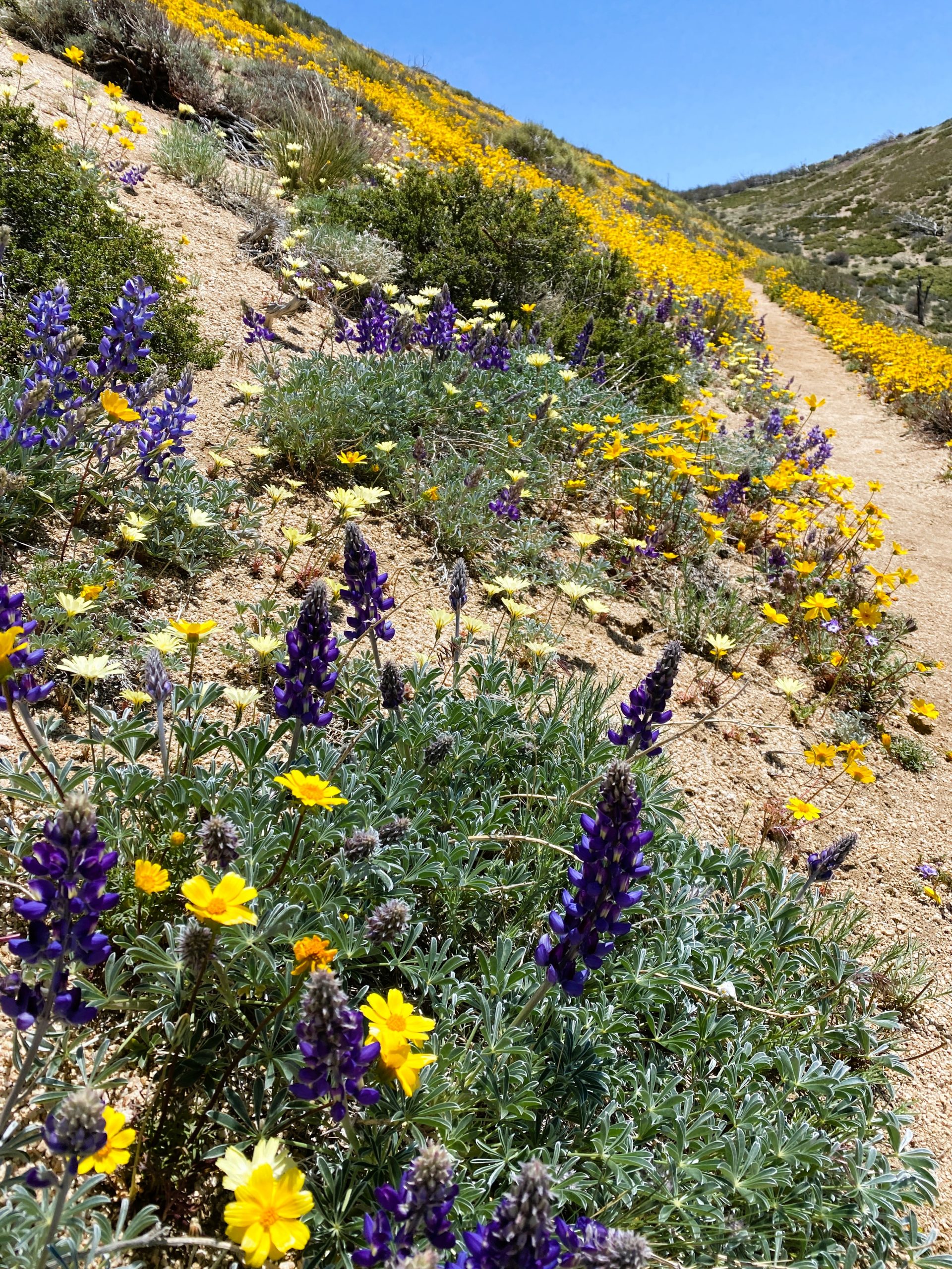 PCT Trail Journal Day 26 Willow Springs to Mile 549.0 wild flowers