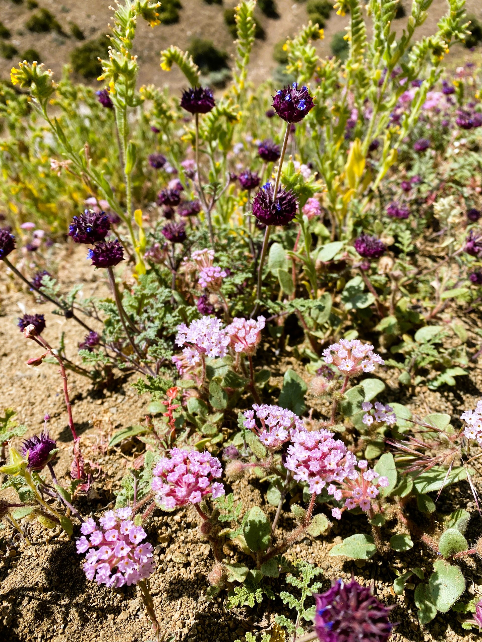 PCT Trail Journal Day 27 Mile 549.0 to 528.0 wildflowers